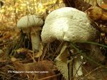 Fall In NC Forest 4