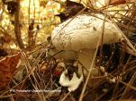 Fall In NC Forest 5