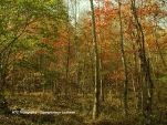 Fall In NC Forest 20