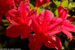 Azaleas blooming 1