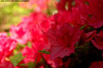 Azaleas blooming 9
