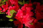 Azaleas 10