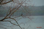 Birdwatching 5