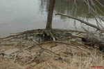 Birdwatching 12