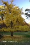 Fall In Duke Gardens 10