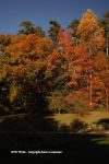 Fall In Duke Gardens 13