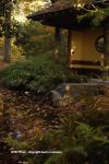 Fall In Duke Gardens 17