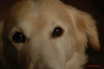 Fletcher The Dog 4