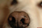 Fletcher The Dog 5