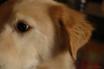 Fletcher The Dog 10