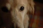 Fletcher The Dog 12