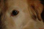 Fletcher The Dog 13