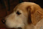 Fletcher The Dog 14