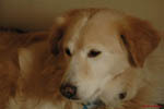 Fletcher The Dog 16