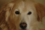 Fletcher The Dog 18