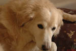 Fletcher The Dog 19