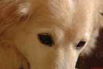 Fletcher The Dog 21
