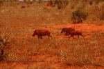 Tsavo East 9