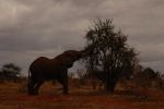 Tsavo East 13