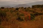 Tsavo East 14