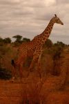 Tsavo East 17