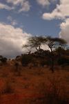 Tsavo East 26