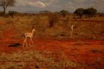 Tsavo East 32