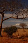 Tsavo East 33