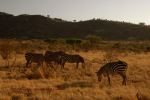 Tsavo East 50