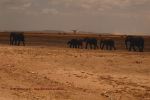 Amboseli 2