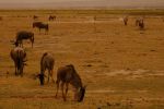 Amboseli 5