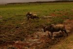 Amboseli 6