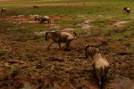 Amboseli 7