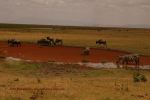 Amboseli 8