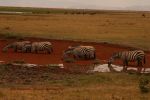 Amboseli 10