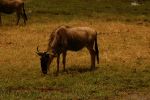 Amboseli 12