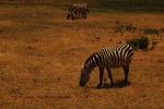 Amboseli 14