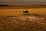 Amboseli 15