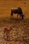 Amboseli 16