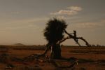 Amboseli 19