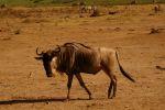 Amboseli 21