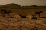 Amboseli 22