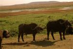 Amboseli 23