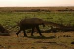 Amboseli 24