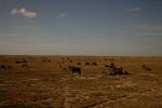 Amboseli 27