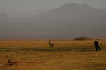 Amboseli 28