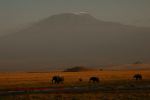 Amboseli 29