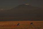 Amboseli 32