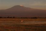 Amboseli 40