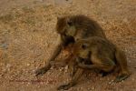 Amboseli 43